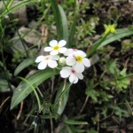 Androsace Villosa