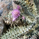 Carduus Carlinoides