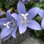 Campanula Cenisia