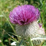 Cirsium Eriophorum