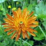 Crepis Aurea