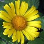 Doronicum Clusii