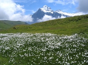 Eriophorum y el Wetterhorm
