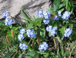 Eritrichium Nanum