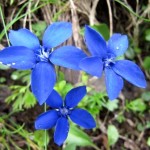 Gentiana Verna