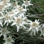 Leontopodium Alpinum