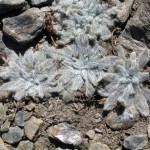 Plantago Nivalis