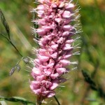 Polygonum Bistorta