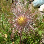 Pulsatilla Alpina