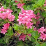 Rhododendron Ferrugineum