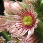 Sempervivum Tectorum