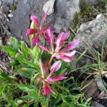 Trifolium Alpinum