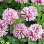 Trifolium pratense, rosa