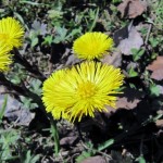 Tussilago Farfara